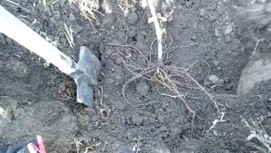 Выкопка саженца винограда из школки.