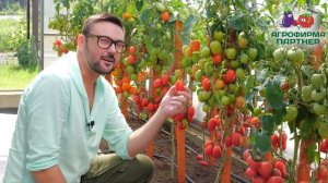 ТРИ СУПЕРУРОЖАЙНЫХ ТОМАТА