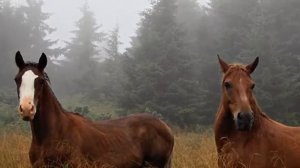 Красивые фотографии лошадей