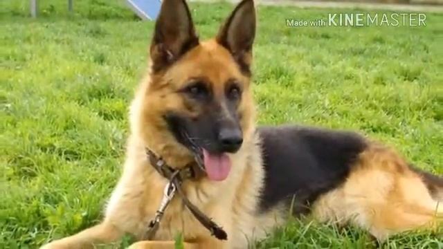 Немецкая овчарка!!! смотреть онлайн