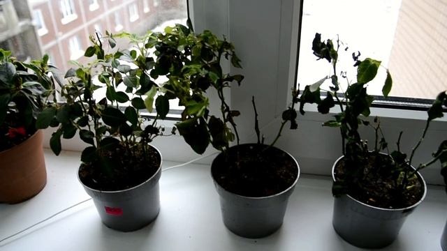 Уцененные розы часть 1| Восстановление роз|Комнатные розы смотреть онлайн