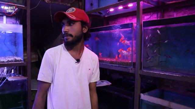 Fish Aquarium Shop Aquarium Fish Price in Pakistan All Kind Of Fishes Tank Accessories Market Voice смотреть онлайн