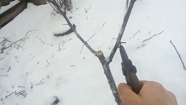 Обрезка саженцев на второй год ( часть 2 )