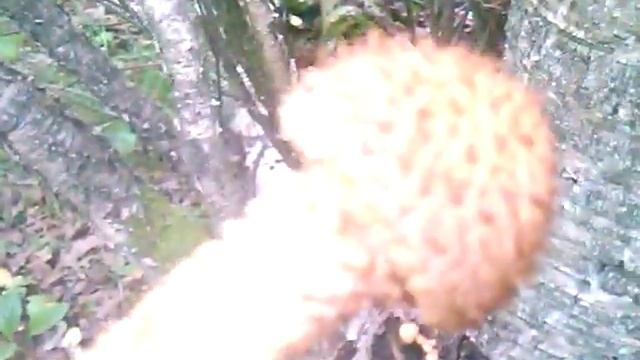 Королевские опята как выглядят.Грибы РФ МО.2019-ГРИБ РФ-МО! смотреть онлайн