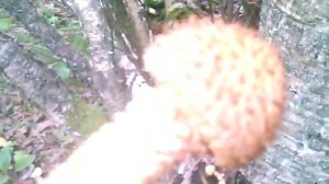 Королевские опята как выглядят.Грибы РФ МО.2019-ГРИБ РФ-МО!