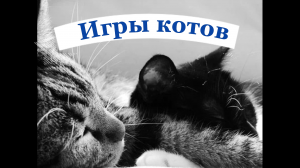 Кошка отпустила игрушку и удивилась | Кошачьи игры