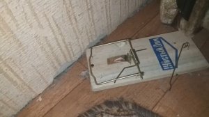 Самодельные мышеловки не работают!