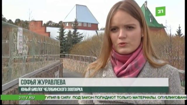 В Челябинске пума и медведи предсказали погоду на лето смотреть онлайн