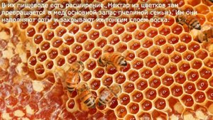 27. Общественные насекомые - пчелы и муравьи. Значение насекомых. Охрана насекомых. Биология 7 клас