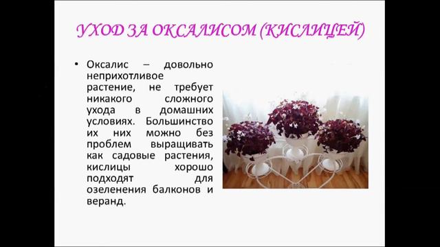 Кислица оксалис