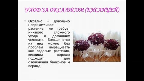 Кислица оксалис