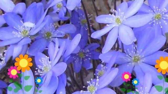 Печеночница остродольчатая. Краткий обзор, описание характеристик, где купить саженцы