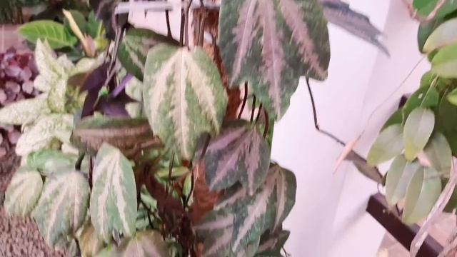 Climbing Plants | How To Plant Them And More | Majicasa By Sajitha