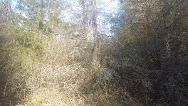 Лісові знахідки у листопаді... смотреть онлайн