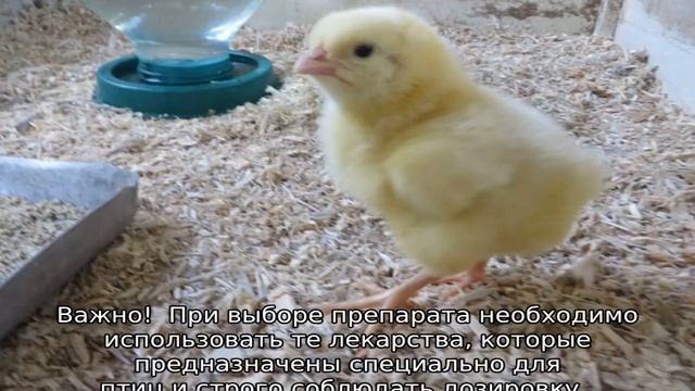Содержание бройлеров в домашних условиях