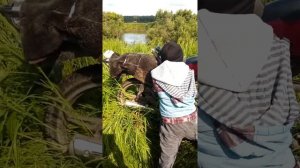 Вепрь 223 супер,фильтр место глушителя и стреляет 5ти лет ребёнок