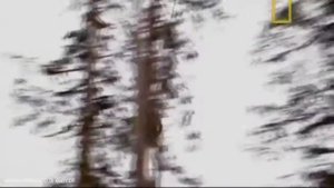 Вертолёты. Лесозаготовка