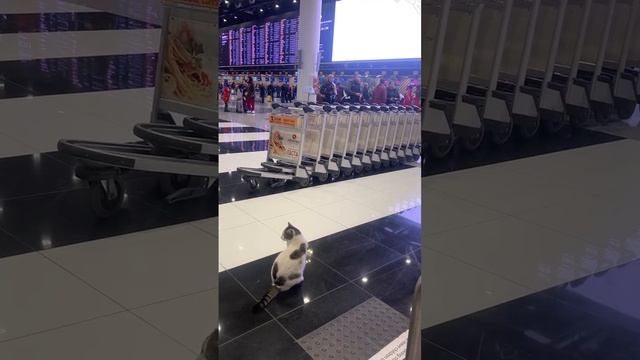 Котик в Шереметьево — Москва 24