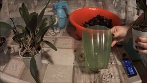 Мои катлеи! / Как прошла пересадка  ! /Апрель 2019 ! /