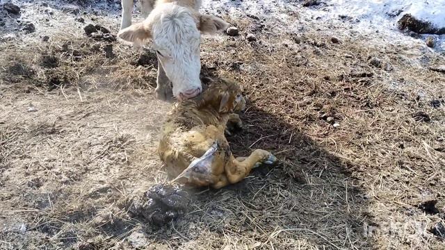 Родился шустрый бычок. смотреть онлайн