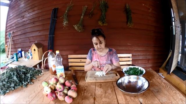 Стеллария, мокрица,звездчатка средняя.Салат из мокрицы с томатами.