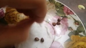 Как вырастить яблоню из косточки