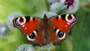 Павлиний глаз (лат. Inachis io), дневной павлиний глаз