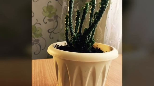 Фотографии моих кактусов!?И да мы поменяли название!? смотреть онлайн