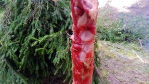 Примитивные технологии. Коптильня в лесу. Копченые рёбра весом 2 кг. Outdoors cooking. Bushcraft