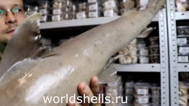 Акула для декора 120 см. смотреть онлайн