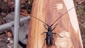 Жуки-короеды уничтожают хвойные леса в Поволжье