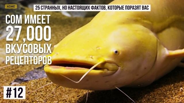25 ФАКТОВ, КОТОРЫЕ ВАС ШОКИРУЮТ