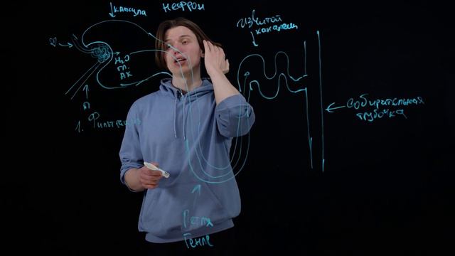 Строение нефрона смотреть онлайн