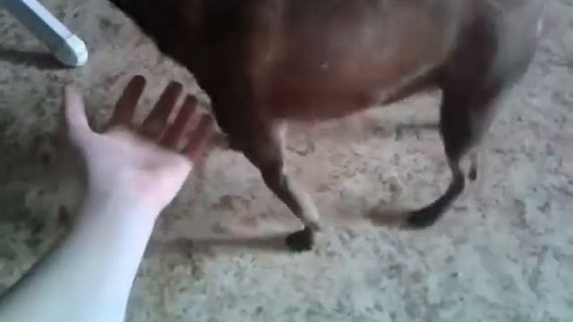 Мой милый пёсик♡ смотреть онлайн