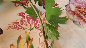 Калина Бульдонеж, черенки дали корни.