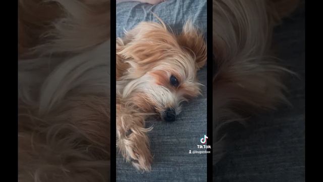 Cute Yorkie relaxed -don't worry about a thing Bob Marley