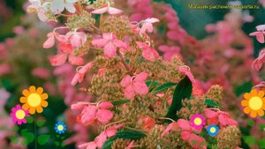 Гортензия метельчатая Биг Бэн. Краткий обзор, описание характеристик hydrangea paniculata Big Ben