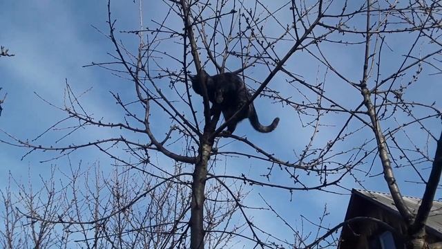 "Созрели вишни в саду у дяди Вани..." смотреть онлайн