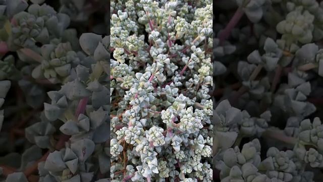 Sedum Spathulifolium 'Cape Blanco'