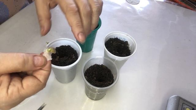 Люффа для меня экзот. #семена люффы#проращиваем семена люффы# смотреть онлайн