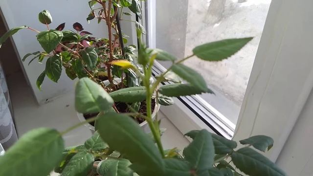 Комнатные Цветы/Красивоцветущие комнатные растения/Женское счастье/Фиалки/Роза/КоЛерия.