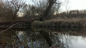 Лес, река, птички поют, звуки природы для расслабления и успокаивания
