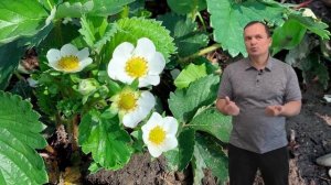 Бор для клубники- секрет массового плодоношения крупной ягоды!