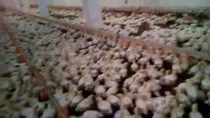 Бройлеры, напольное содержание, 17 суток