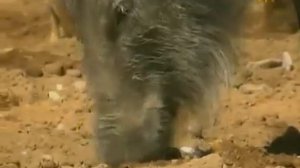 ВОКРУГ СВЕТА. КАБАН.