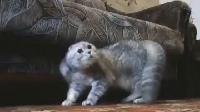 Котики и музыка смотреть онлайн