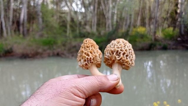 Morchella esculenta смотреть онлайн