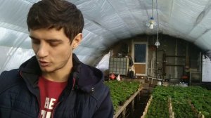 Как избавиться от тли на цветах?
