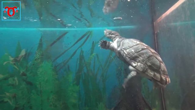 "Крокодилы жирные в природе не бывают" или Как мы ездили на ФЕРМУ КРОКОДИЛОВ в Ялту. смотреть онлайн