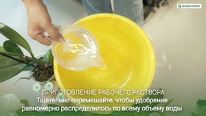 Богатый – покоритель строптивых орхидей